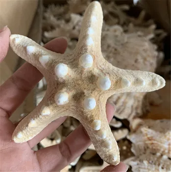 10buc 5-8cm naturale steaua de mare Stil Mediteranean DIY Artificiale stea de mare coajă Petrecere de Nunta decor acasă obiecte de artizanat alb