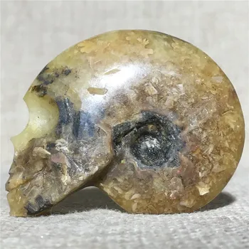 Naturale Craniului Scoică Fosilă Cristal De Cuarț Punct Pietrele Decorative Decoratiuni De Nunta Cadou Chakrele Reiki De Vindecare Cranii