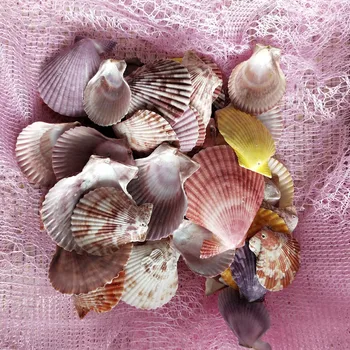 50Pcs culoare holese cochilie de Scoică Shell Naturale Scoici de la Mare, Plajă, Mare Coajă Cu Găuri fo bijuterii r DIY Arta Ambarcațiunile de Decor
