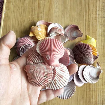 50Pcs culoare holese cochilie de Scoică Shell Naturale Scoici de la Mare, Plajă, Mare Coajă Cu Găuri fo bijuterii r DIY Arta Ambarcațiunile de Decor