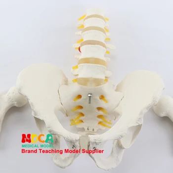 Simulate vertebre lombare centura pelviană cinci vertebre lombare cu femurul modelul coloanei vertebrale medicale pelvis medicale de predare MGP007