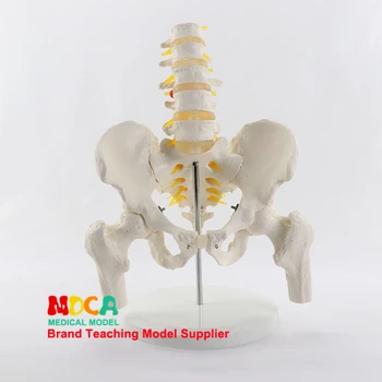 Simulate vertebre lombare centura pelviană cinci vertebre lombare cu femurul modelul coloanei vertebrale medicale pelvis medicale de predare MGP007