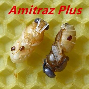 Amitraz Plus Ucide Acarianul Varroa Tratament Miere de Albine-cu 12,5% soluție fiole