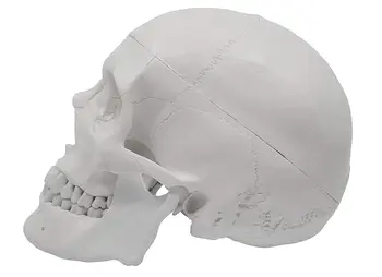 Om Adult Craniu Anatomice Model de Viață de Dimensiuni 3 Parte Detașabil Cap de Craniu Include Set Complet de Dinti 21x15x19cm
