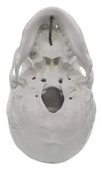 Om Adult Craniu Anatomice Model de Viață de Dimensiuni 3 Parte Detașabil Cap de Craniu Include Set Complet de Dinti 21x15x19cm