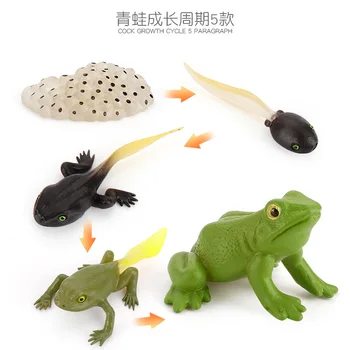 Realiste de Simulare de Viață Mare broasca Testoasa Ciclu de Creștere Figurine Animale Marine broască Țestoasă Model de PVC de Învățământ Drăguț Jucărie pentru Copii