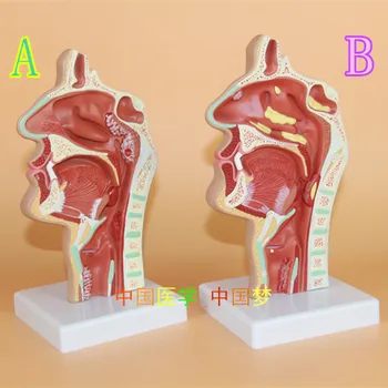 Omului Cavitatea Nazală Gâtului Anatomia Model Nas și Gât Patologie Model Orl