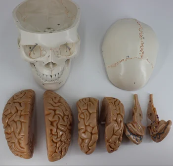 Viața umană Dimensiunea Numerotate Craniu Cu Modelul Creierului anatomie scheletul veterinar anatomice a creierului anatomia știință a Explodat craniu