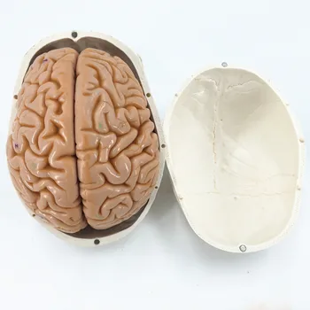 Viața umană Dimensiunea Numerotate Craniu Cu Modelul Creierului anatomie scheletul veterinar anatomice a creierului anatomia știință a Explodat craniu