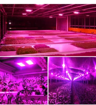 LED-uri Cresc Light Cort Gradina Interioara Hidroponice în Creștere Lampa de 50W întregul Spectru Rosu+Albastru+UV fito lămpi Pentru Plante Cultive cutie