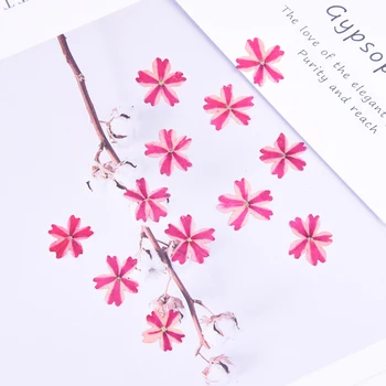 120pcs Uscate Frumusete Sakura Cherry Flori Presate pentru Fotografie Rășină de Unghii de Arta Meșteșugurilor Ziua Îndrăgostiților Vrac en-Gros Cadou Handmade