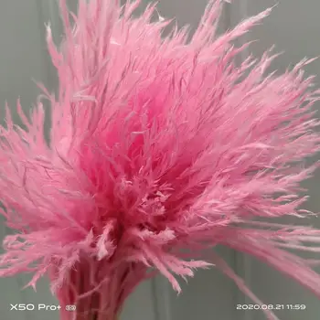 Culori personalizabile Lumina Naturala roz 20buc nunta pampas flori de ziua îndrăgostiților cadou naturale uscate de stuf, buchete de flori Albe